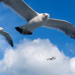 Seagull #2