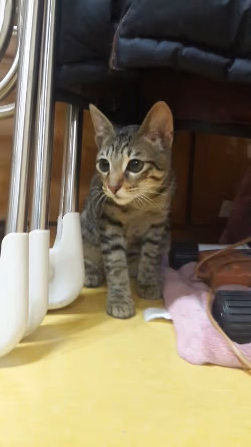 Item #32535299631101069443707855831455596326956202874739001509737414920768560562177 Media