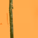 54940709623873548003025860467020548121335843845723396543113103003161492193281