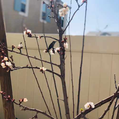 Spring Growth