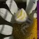 77183266257059158722330087826984853452031637106264684158456640879302528729089