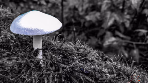 Item #20976301758881134831989222665278936219784108903075361536191037502951067222017 Media