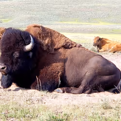 Tatanka #010