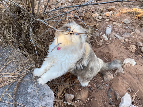 Item #88063557034118437660925886446302507819426649905583175627315428972903025082369 Media