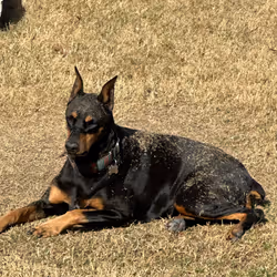 CAMO DOBY