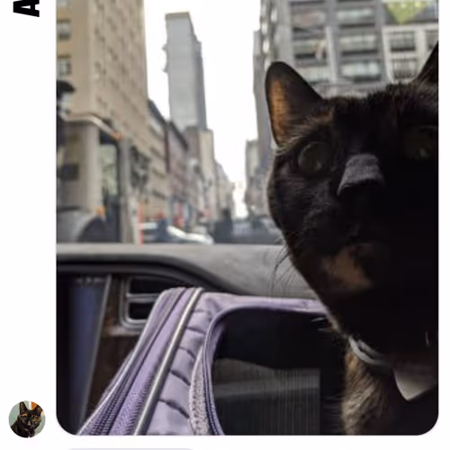 Angie The Cat