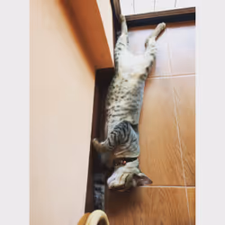 cat #2