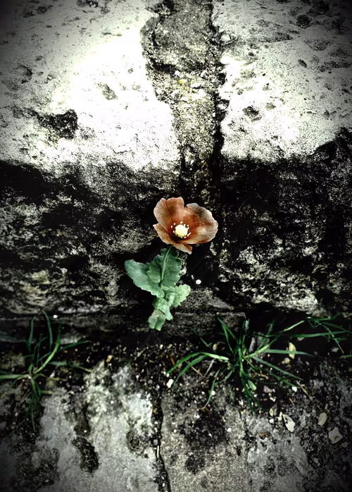 Item #52026421495237307124508671678768982950120800692193749930383155432761289867265 Media