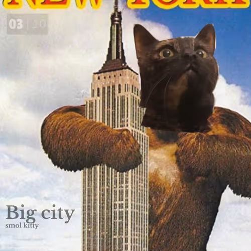 Angie The Cat
