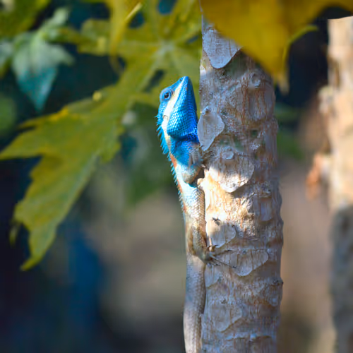 Thai Lizard