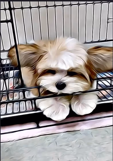 Item #21607923784025543658024067331009769919395041958272689574271021056190203297793 Media