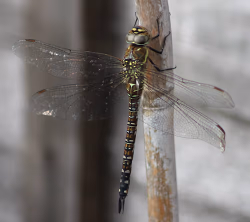 Item #51124555051901614330264480006545612592022390906904121289505624547015562100737 Media