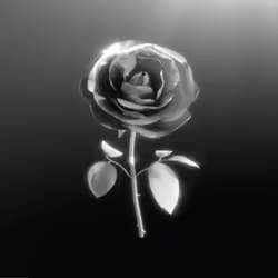 The Noir Rose 