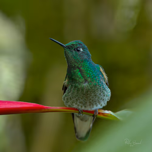 Item #76723362783280478533997952640177478162370392864243199552253501708509376413697 Media