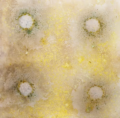 Item #111264774895172989553606282022194155892745764425417346937131400146536902950913 Media