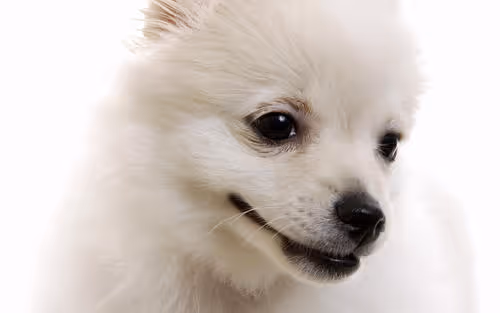 bai
