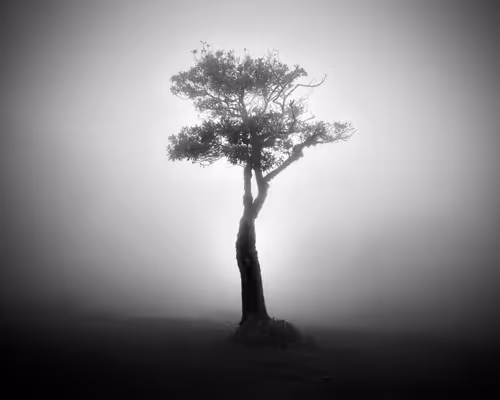 Item #46448320690235251329430811416754344806900568811050689934660167663350584442881 Media