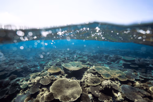 Item #99926930229538675438917090631619995362212113699001151744757174476025827950692 Media