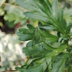 Insect