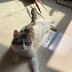 soularsenic_Cat_000004