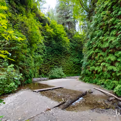 #21 Fern Canyon , Northern California 