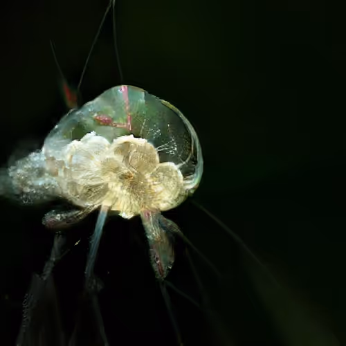 Item #4750064852715738149564930854294668621974194112560083604087537466994010882049 Media