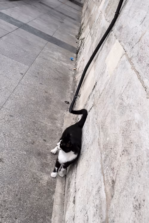 Item #45698053960438807051727633621105073210005053048443120307747772230333706010625 Media