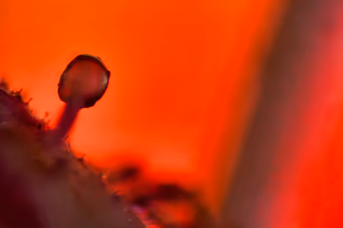 Item #70527450747548230522111899750416547594434158801107612514171876644941947994113 Media