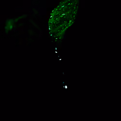 Droplets