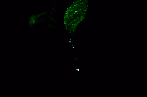 Item #74244489624998284616101192068117033665550974455497571009031218577146216710145 Media