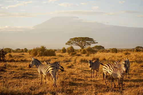 Item #112687108726403883410693318050335134033730152849283902503465333993547046584321 Media