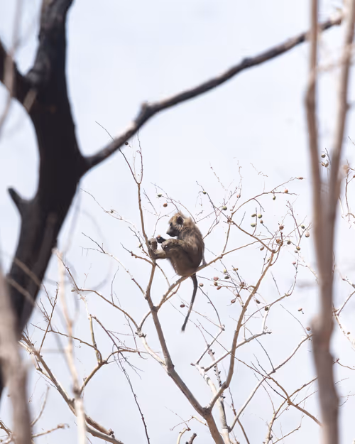 Item #58809729658004785625766705762406371743224030707088339904419797674813204463617 Media