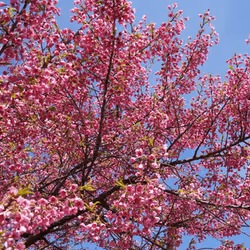 Kanhizakura cherry blossoms blooming in early spring