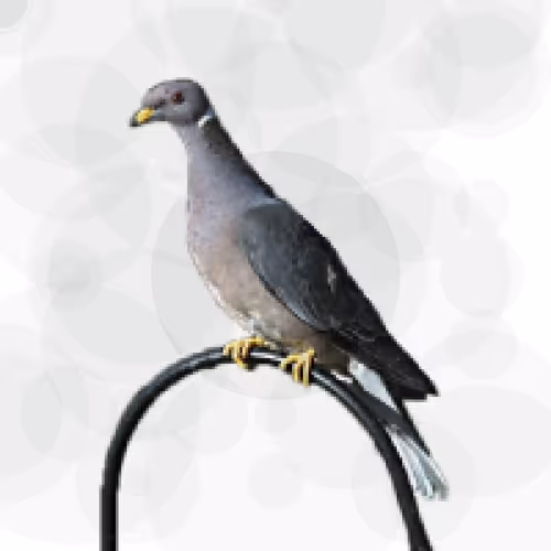 Item #44224140947385297080294490486331546758837636797201957936873602961516261277697 Media