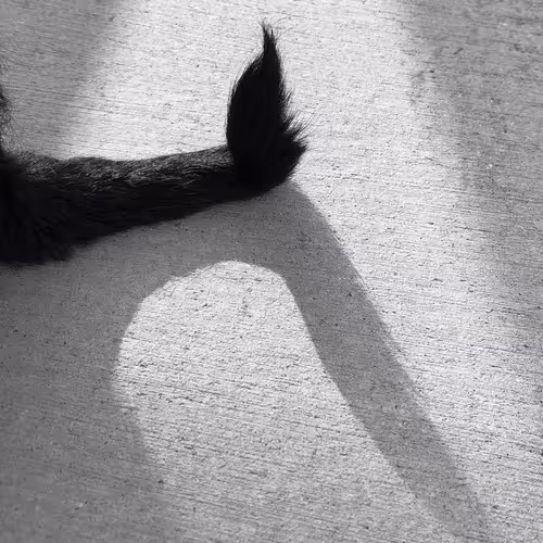 Item #56431751608181922231259635946092067407977788553703326303680802268969292529665 Media