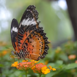 polen-eater Cryptobutterfly 2.0