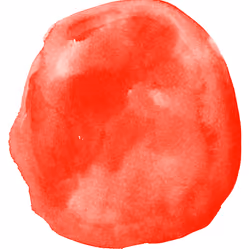 Rainbow Kombucha SCOBY - Cherry 