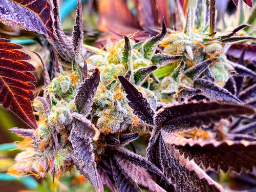 Item #83970981387443879143921485150900069530799783516997234463864977587563866882049 Media