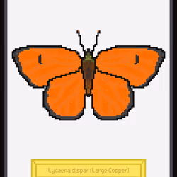 Lycaena dispar (Large Copper)