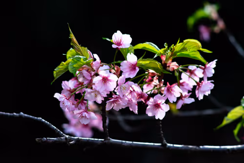 Item #59967187426684840308125755480147414158284983471661826941997092786564407230465 Media