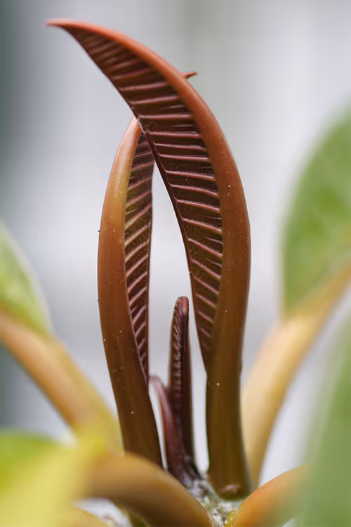 Item #17170766491500085813784528329408520152162080499931486046086089696636659826698 Media