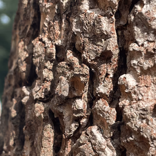 wodyguy Collection V2