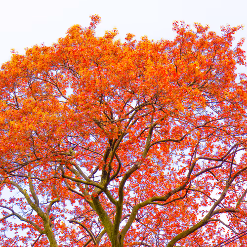 Item #35965218379738729691291467168286792303482134167127854404987491589983924387841 Media