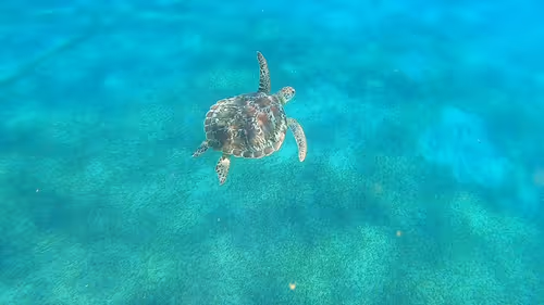 Item #57636846716625674083637003599082399011400728335992986804098864709888389414913 Media