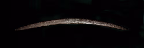 Item #13054743461556892059086844820140622319047360899879579049167545312943859040257 Media