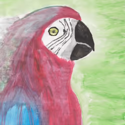 Parrot