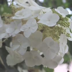 Seth's Garden #24