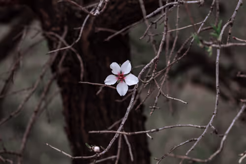 Item #105679162715773690367894814568251153202929894369313826483118648314981485903877 Media