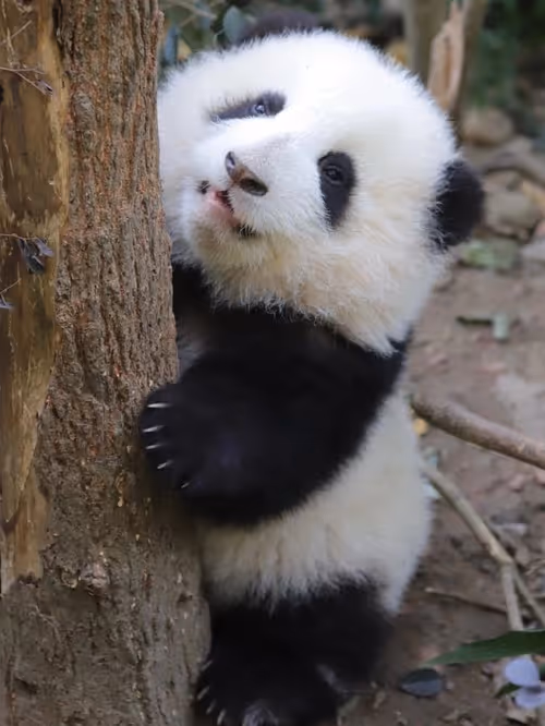 Item #114897420147735578996875144627115122561638223557948297077066948217920366313473 Media