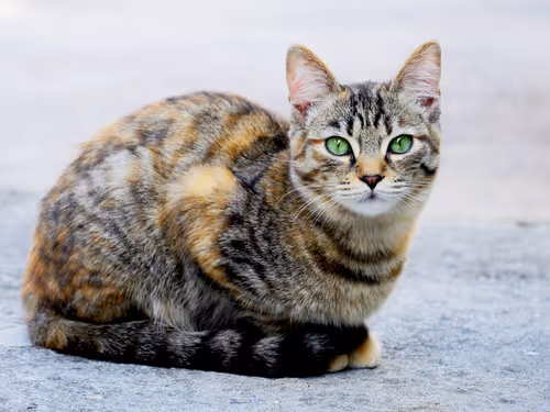 Item #55455677318123595031509472603724202920888355633279889545160944634751638044673 Media